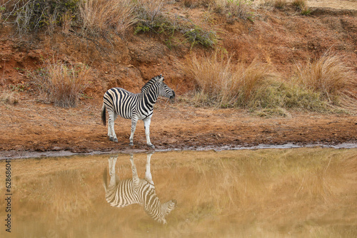 Plains Zebra  Pilanesberg National Park