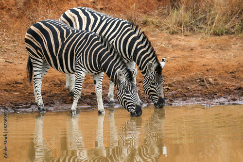 Plains Zebra drinking water at a waterhole, Pilanesberg National Park