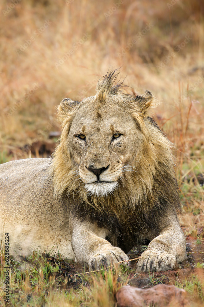 Male lion, Pilanesberg National Park Male lion, Pilanesberg National Park
