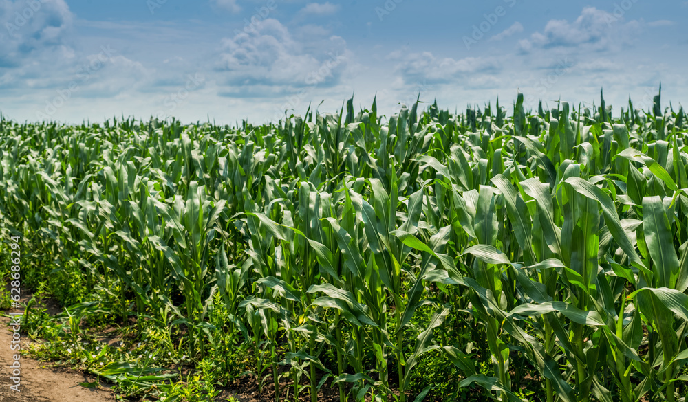 corn field with green leaves and sky with clouds corn field with green leaves and sky with clouds