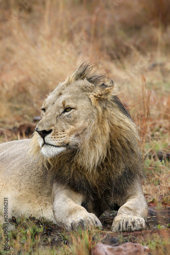 Male lion  Pilanesberg National Park