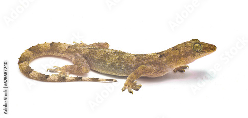 tropical, Afro American or cosmopolitan house gecko - Hemidactylus mabouia - a common parthenogenic lizard that has spread throughout the world.  Isolated on white background side profile view