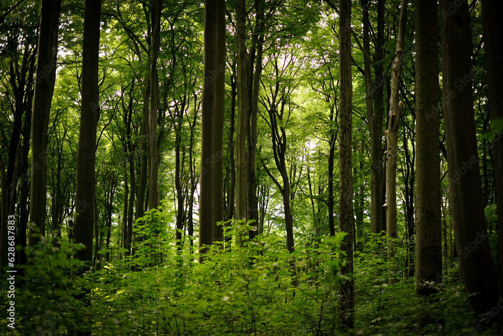 Fototapeta premium Forest, green trees 