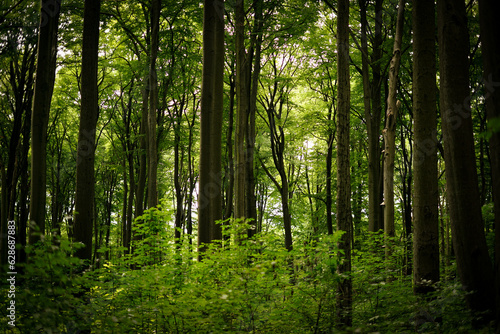 Forest, green trees 