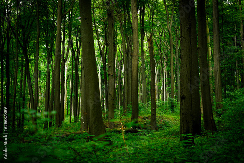 Beautiful Forest, green trees