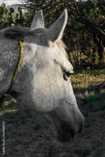Caballo blanco