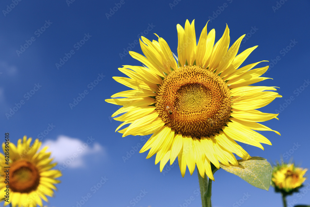 Φωτογραφία 青空を背景に咲くヒマワリの花