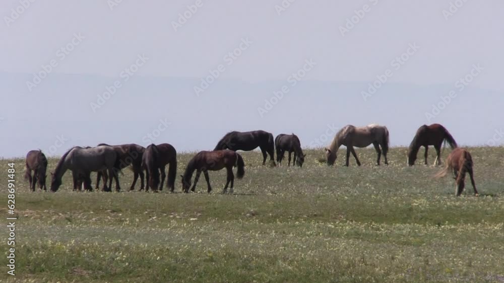 Wild Horses in Summer in the Pryor Mountains Montana Wild Horses in Summer in the Pryor Mountains Montana