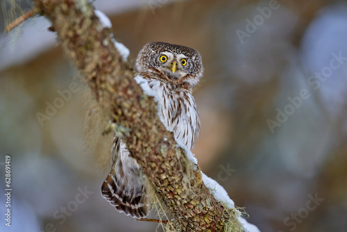 Eurasian pygmy owl (Glaucidium passerinum) in natural habitat photo