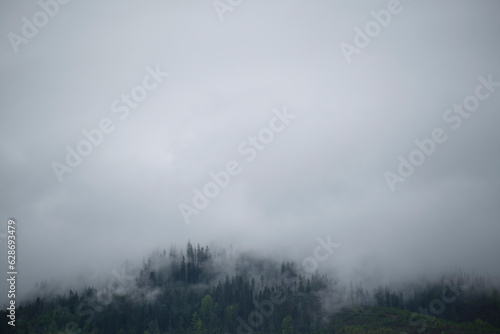Dense fog covers the top of the mountains with a forest