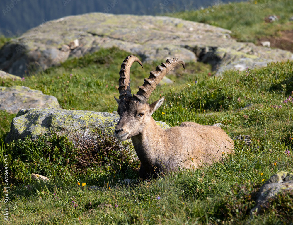 Bouquetin (also known as alpine ibex or steinbock) resting in the Aiguilles Rouges massif, France