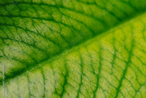 Foto macro de las hojas naturales de una planta  hojas de ortiga. fondo negro con espacio para texto