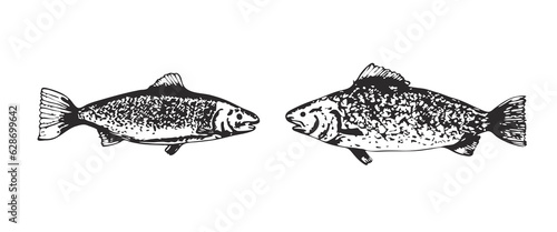 Sketch textured vector black common freshwater bream illustration. Bronze carp or dorado fish in engraving style for educational apps, marine design, cooking recipe decor, sticker, logo, tattoo