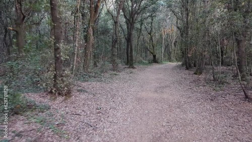 Ancient Princess Road. Path in the woods of the park of Rimigliano, San Vincenzo, Tuscany, Italy photo