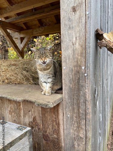 Cat
