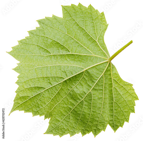 Green Grape leaf on white With png file.