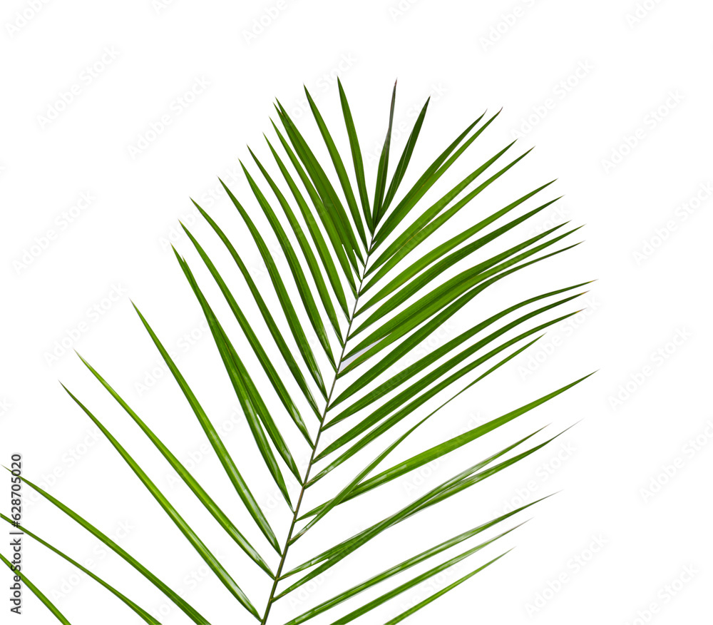 Fototapeta premium Green beautiful tropical leaf isolated on white