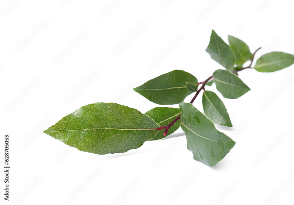 Branch of fresh bay leaves on white background Branch of fresh bay leaves on white background