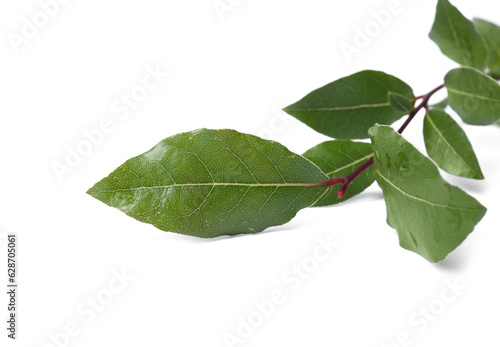 Branch of fresh bay leaves on white background, closeup