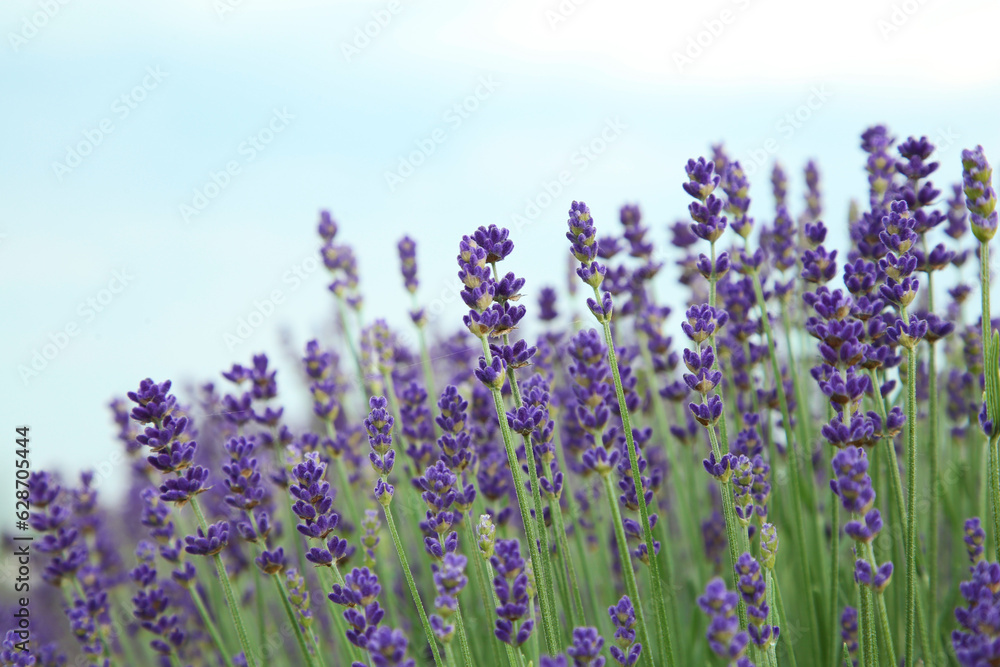 Beautiful blooming lavender growing outdoors, closeup view