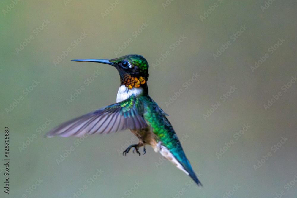 Fototapeta premium Flying male Ruby Throated hummingbird.