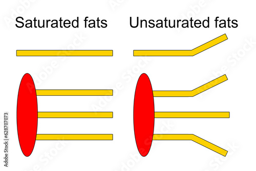 Structure of saturated and unsaturated fat