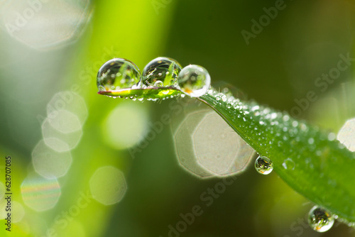 Dew Drops. Dew drops appear to glitter at the tips of the green grass in a tropical grass