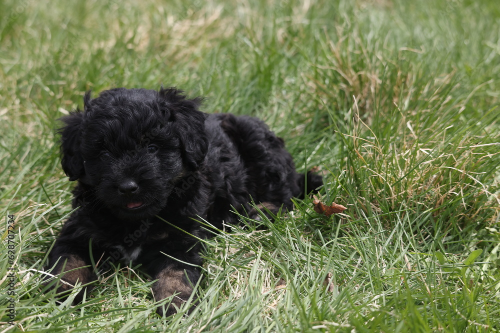 Black puppy laying on grass