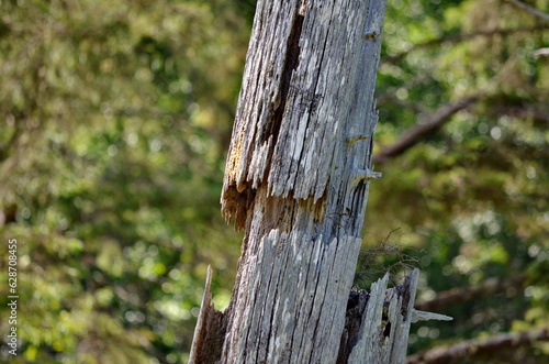 Historic Totem Poles at Skedans, Haida Gwaii, BC, Canada photo