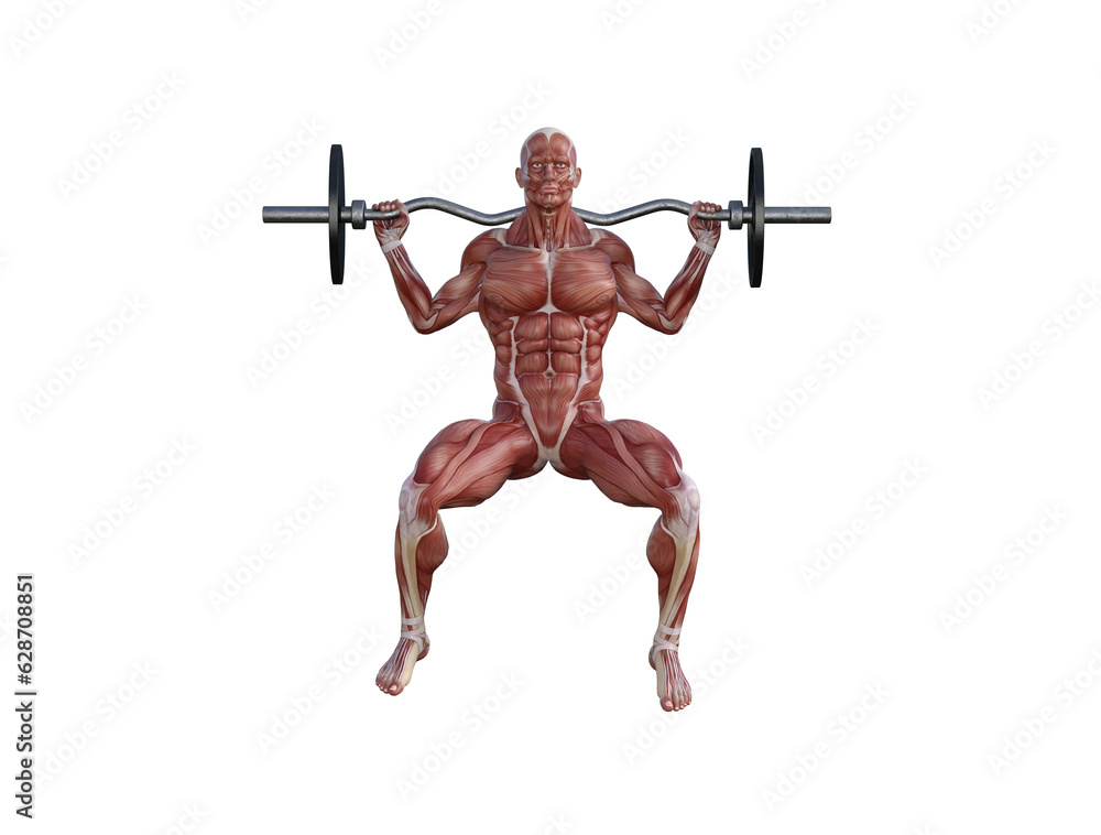 Muscle anatomy of man performing workout exercises using dumbbells and barbell Muscle anatomy of man performing workout exercises using dumbbells and barbell