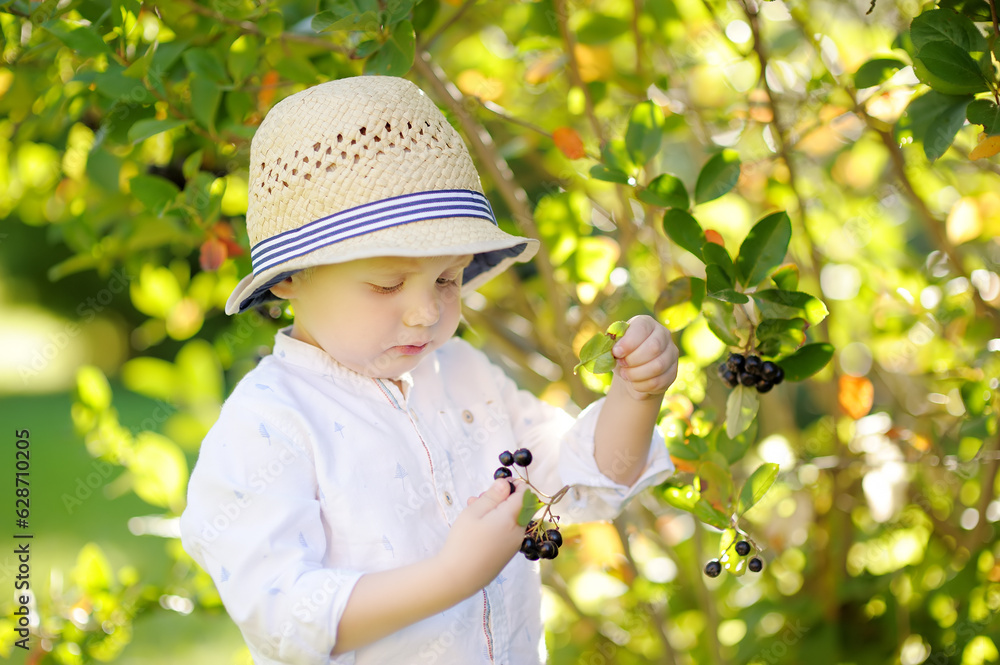 Cute stylish toddler boy picking chokeberry in domestic garden on sunny day Cute stylish toddler boy picking chokeberry in domestic garden on sunny day