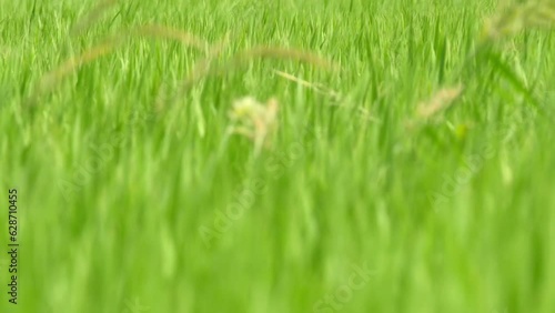 Wallpaper Mural 風にそよぐ青い稲 Torontodigital.ca