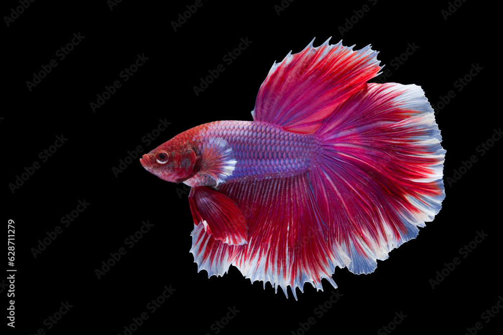 Betta fish, siamese fighting fish, betta splendens (Halfmoon betta )isolated on black background Betta fish, siamese fighting fish, betta splendens (Halfmoon betta )isolated on black background
