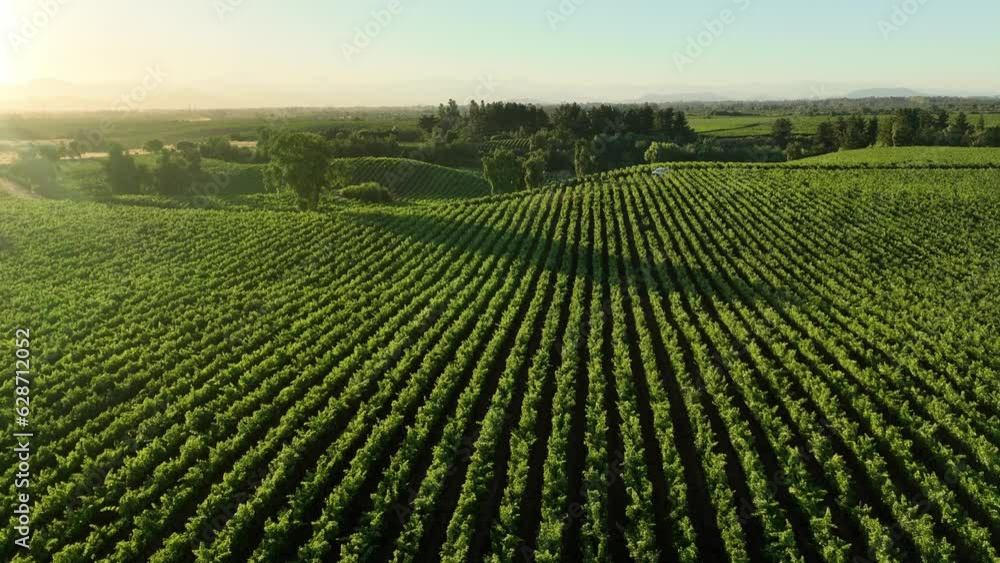 Vineyards in aerial drone video over a vineyards in an amazing Chilean landscape, Sunset Vineyards in aerial drone video over a vineyards in an amazing Chilean landscape, Sunset