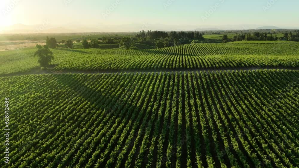 Vineyards in aerial drone video over a vineyards in an amazing Chilean landscape, Sunset Vineyards in aerial drone video over a vineyards in an amazing Chilean landscape, Sunset