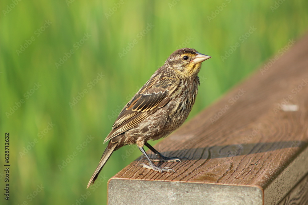 Fototapeta premium sparrow on a fence