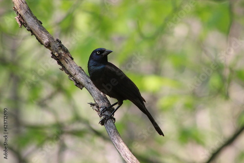 black bird on a branch