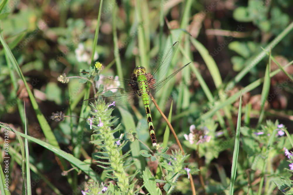 dragonfly on the grass