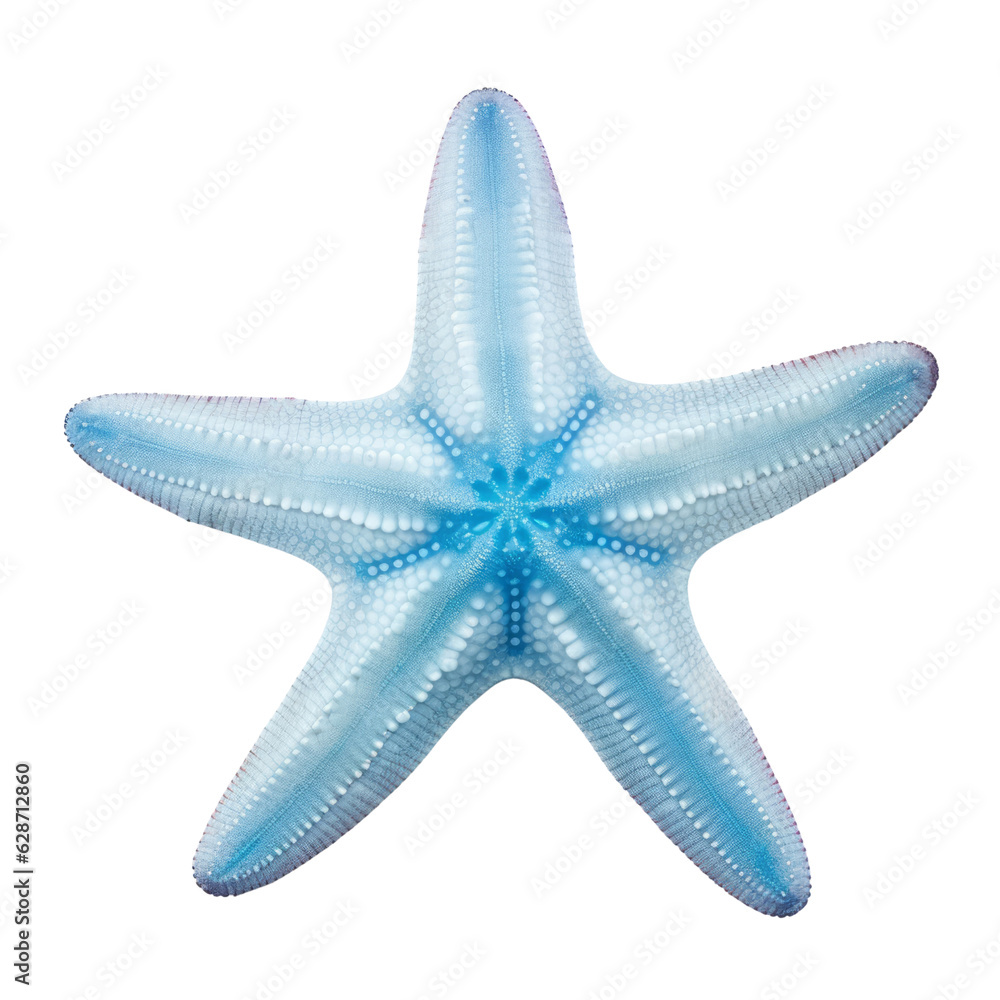 blue starfish isolated on transparent background cutout blue starfish isolated on transparent background cutout