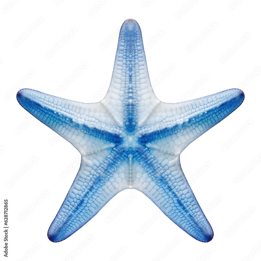 blue starfish isolated on transparent background cutout blue starfish isolated on transparent background cutout