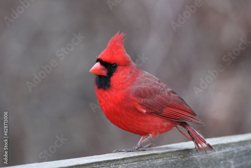 cardinal in winter © Carla