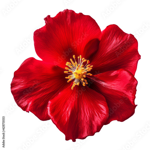 red flower isolated on transparent background cutout