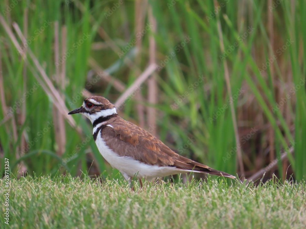 Fototapeta premium Adult killdeer side view
