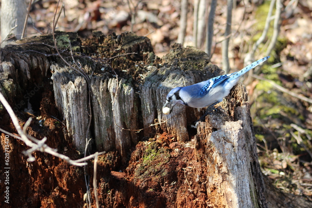 Bluse jay eating a peanut on a tree stump Bluse jay eating a peanut on a tree stump