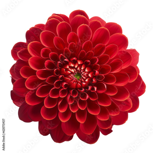 red flower isolated on transparent background cutout © Papugrat