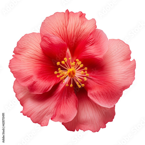 pink flower isolated on transparent background cutout