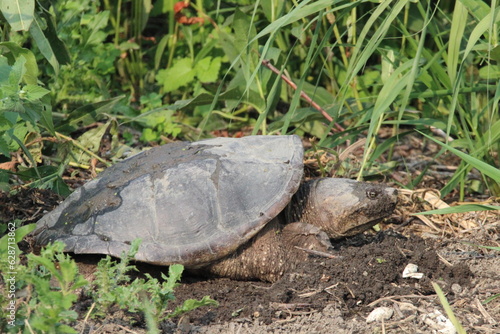 Snapping turtle burying her eggs in dirt