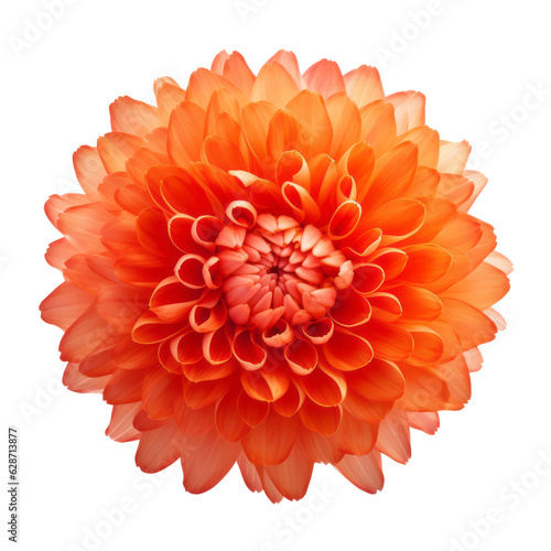 Fototapeta Naklejka Na Ścianę i Meble -  orange flower isolated on transparent background cutout
