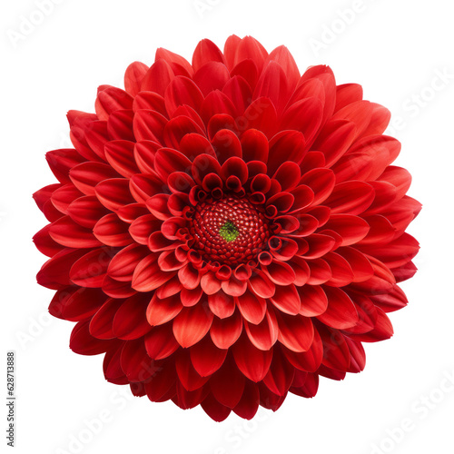 red flower isolated on transparent background cutout
