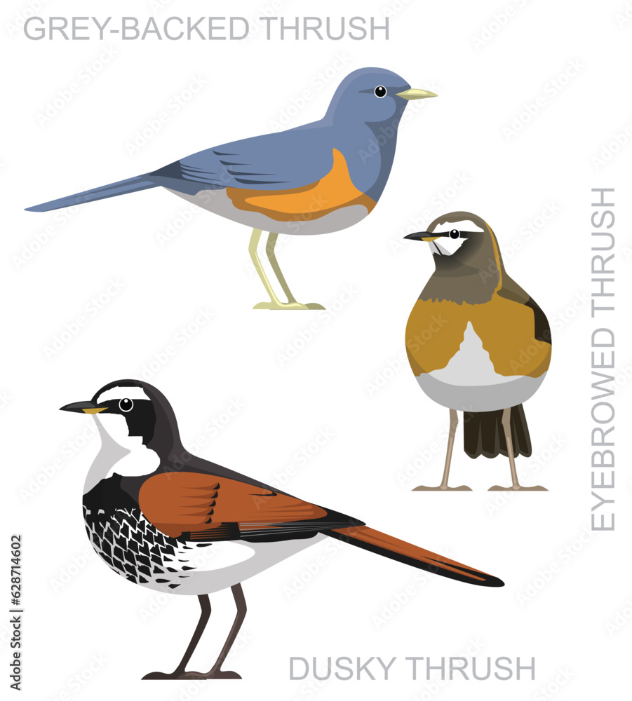 Cute Bird Dusky Thrush Set Cartoon Vector Cute Bird Dusky Thrush Set Cartoon Vector